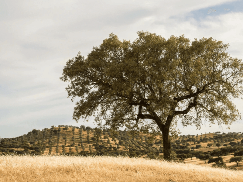 Escape to Portugal image