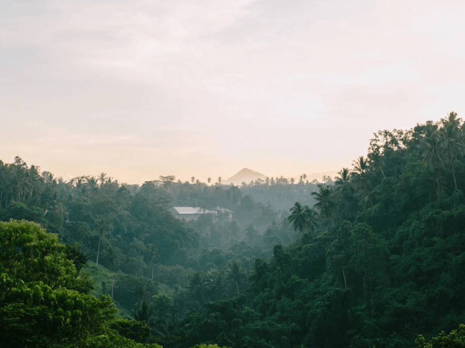 Indonesia's Rainforests image