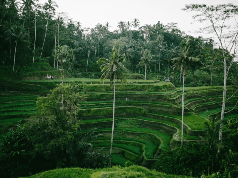 The Indonesia Collection image