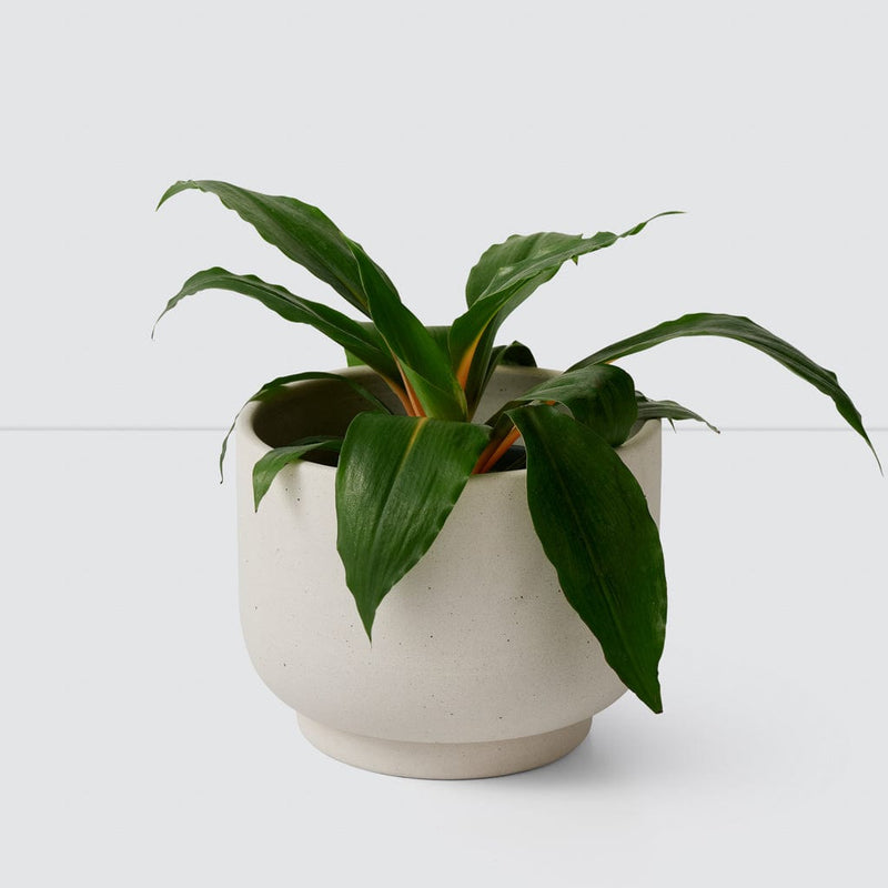 table top plant pots Paseo Tabletop Planter
